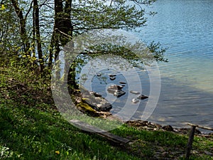 Hancza lake, the deepest lake of Poland. Amazing view with meadow with yellow thistles and trees over blue sky.