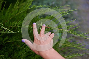 The hand of an adult graceful woman touches a juniper tree