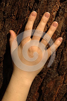 Hand against bark photo