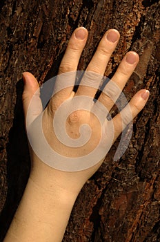 Hand against bark