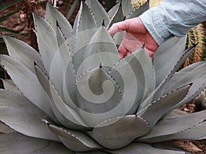 Hand in Agave Plant
