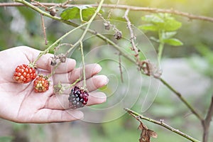 Hand of agriculturist are harvesting russia, red raspberry or rubus idaeus on tree in the garden.