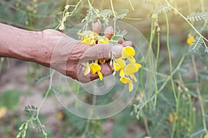 Hand of agriculturist is harvesting Sesbania flowers for cooking.