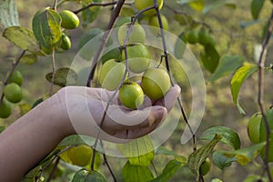 Hand of agriculturist holding branches jujubes in th garden.