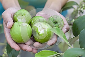 Hand of agriculturist holding jujube that damaged by an animal bite.