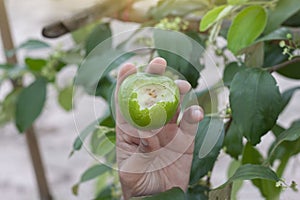 Hand of agriculturist holding jujube that was damaged.