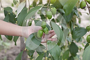 Hand of agriculturist holding jujubes on tree.