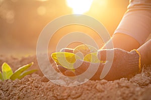 Hand of agriculturist touching leaf of tobacco tree in sunrise or sunset time. Growthing plant and take care concept