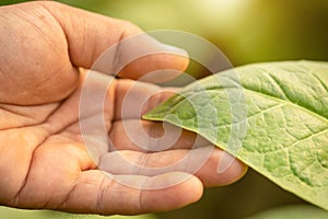 Hand of agriculturist touching leaf of tobacco tree in sunrise or sunset time. Growthing plant and take care concept