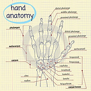 Hand Anatomy