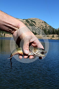 Hand of angler with fish