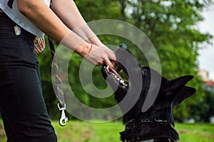 Hand of anonymous person trying to taking away tennis ball from cute dog german shepherd while playing in park on sunny day.