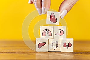 Hand arranging internal organ icons