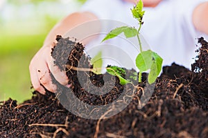 Hand of Asian cute little cheerful child boy planting young tree