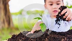 Hand of Asian cute little cheerful child boy planting young tree