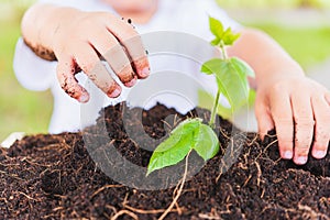 Hand of Asian cute little cheerful child boy planting young tree