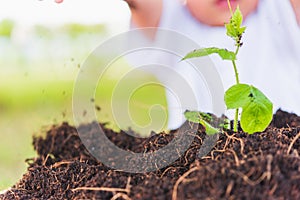 Hand of Asian cute little cheerful child boy planting young tree