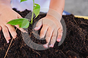 Hand of Asian cute little cheerful child boy planting young tree