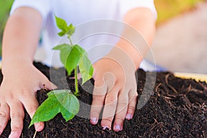 Hand of Asian cute little cheerful child boy planting young tree