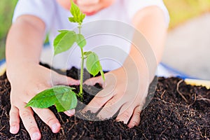 Hand of Asian cute little cheerful child boy planting young tree
