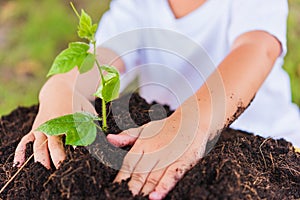 Hand of Asian cute little cheerful child boy planting young tree