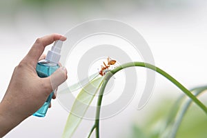 Hand of Asian woman applying the alcohol spray with greenery background. Closed up alcohol spray