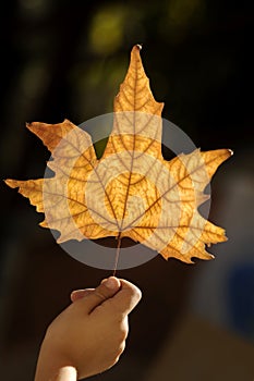 Hand with autumn leaf