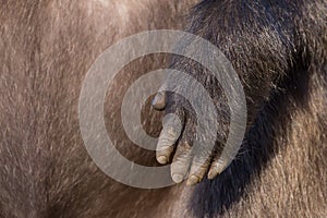 Hand of a baboon