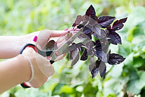 Hand with basil