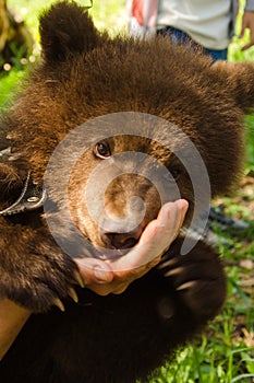 Hand Bear
