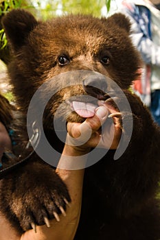 Hand BearHand Bear wild animals in the city, playful, cunning, cunning