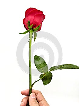 Hand a beautiful bright red rose on a white background.