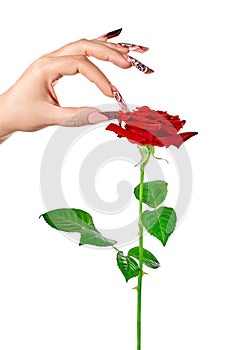 Hand with beautiful long nails touches a red rose petal