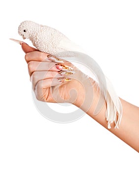 Hand with beautiful manicure hold white parrot