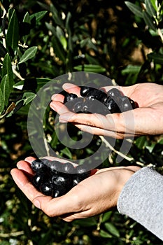 hand with black currant, digital photo picture as a background