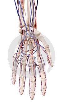 The hand blood vessels