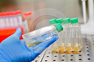 Cell culture flasks in laminar flow. Photo taken from laminar interior.