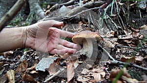 Hand on boleto edulis photo