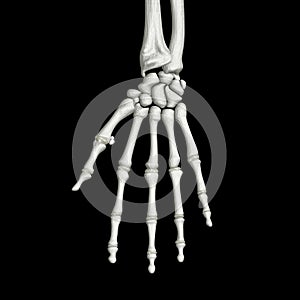 Hand Bones