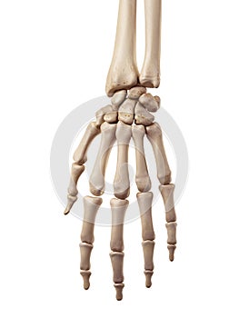 The hand bones