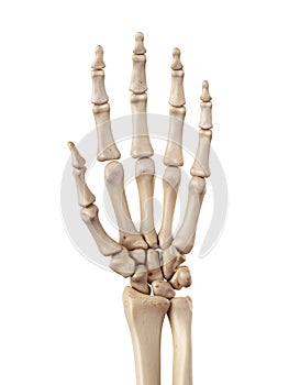 The hand bones