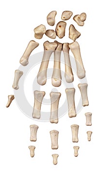 The hand bones