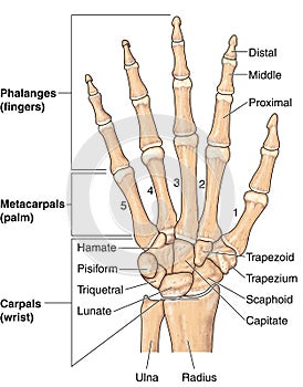 Hand bones photo