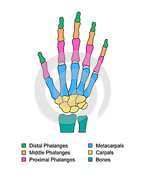 Hand bones anatomy with descriptions. Colored hand parts structure. Distal, proximal and middle phalanges, metacarpals