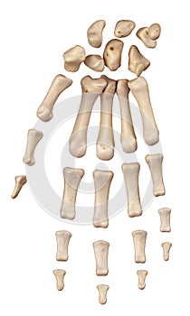 The hand bones photo