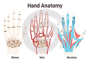 Hand bones, muscles and circulatory system. Didactic scheme of palmar photo