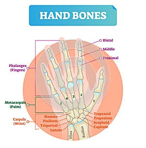 Hand bones vector illustration. Labeled educational arm structure. photo