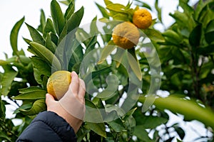 Hand of a boy checking and picking a ripe mandarin citrus fuit growing on a green tree