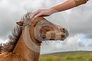 Hand of a boy petting the head of a Dartmoor pony foal, Devon UK