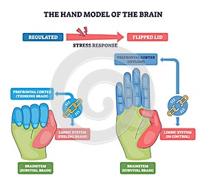 Hand brain model explains stress response, contrasting regulated vs flipped ...